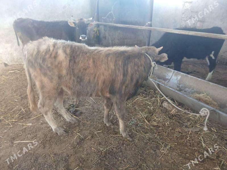 окуз сыгыр - Balkanabat - img 1