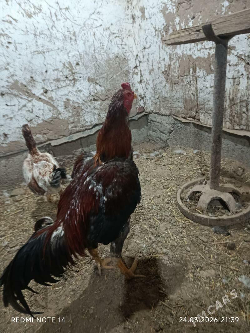 bayes - Векильбазар - img 1