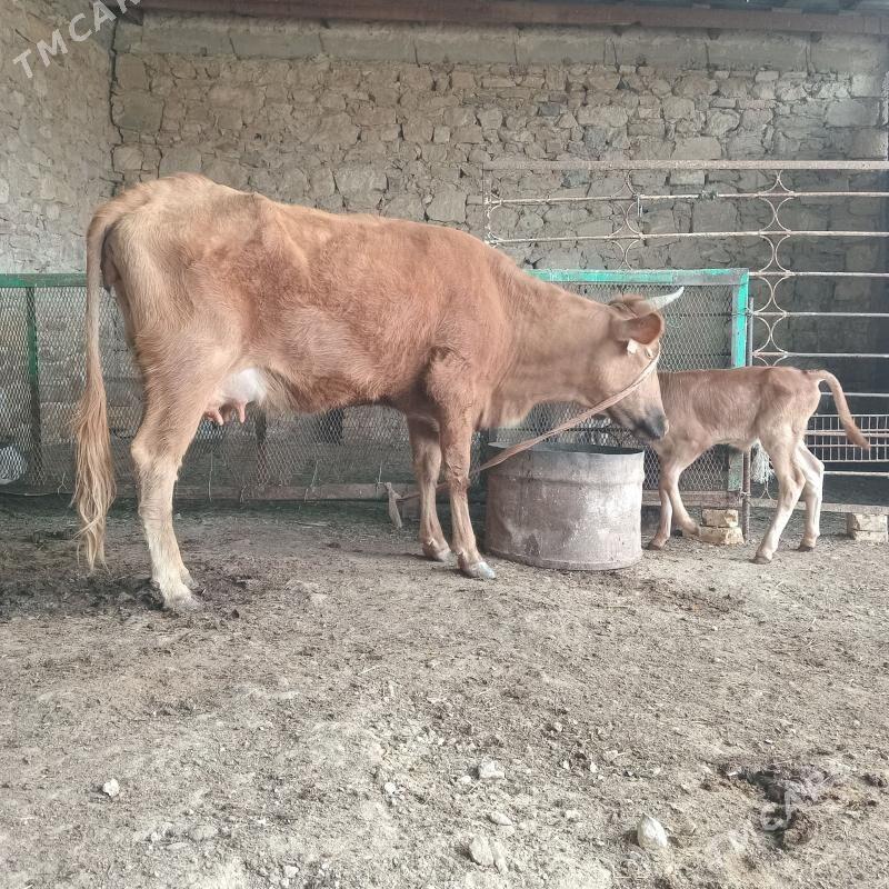 Tohum goleli sygyrlar - Гызыларбат - img 1