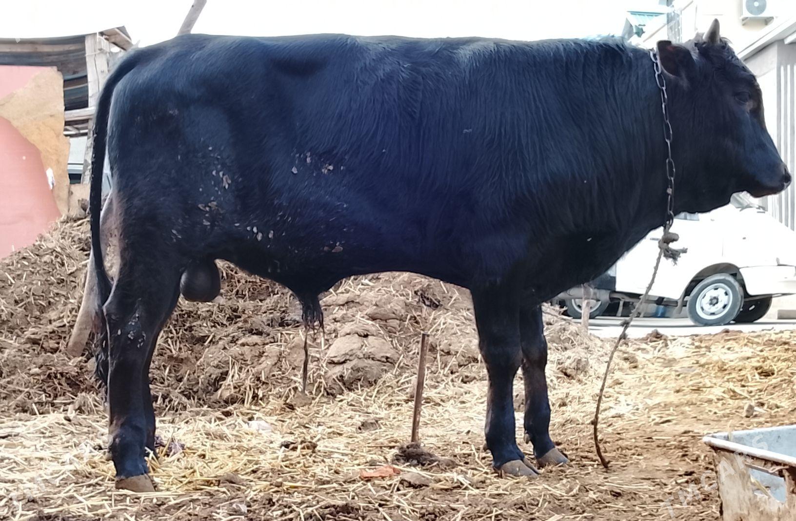 oküz - Çoganly - img 1