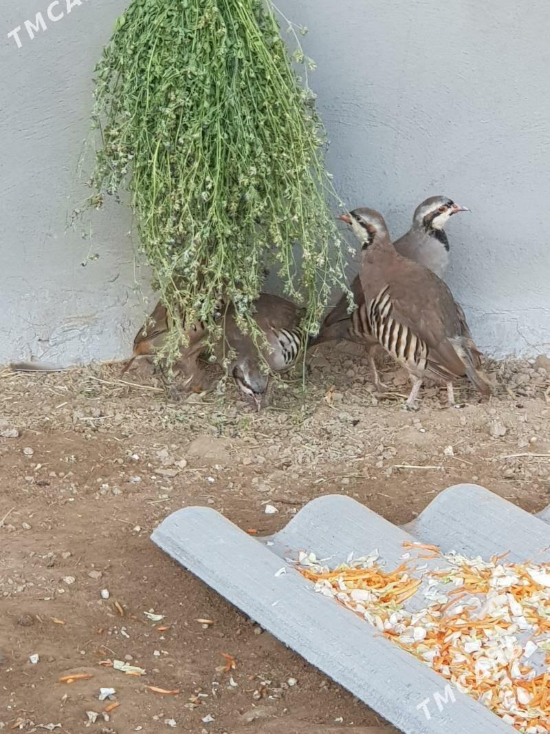 Dag käkilik juje - Туркменгала - img 1