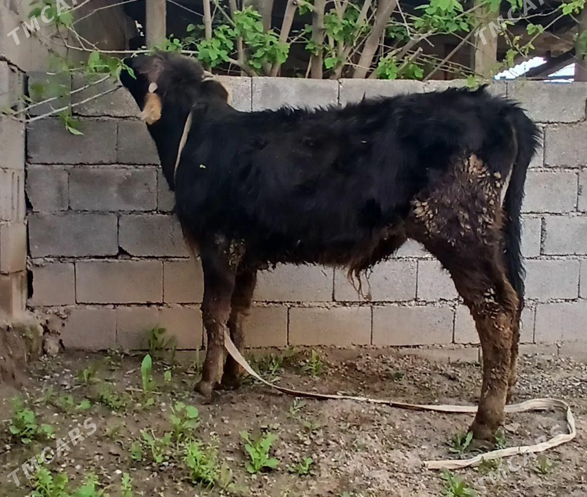 OKUZ - Бузмеин - img 1