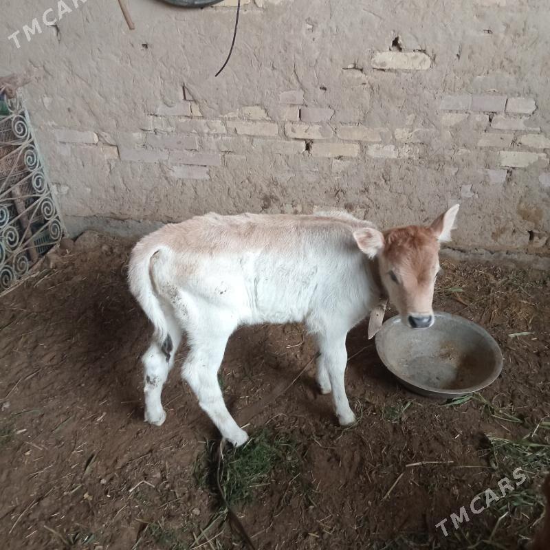 goleli sygyrlar - Векильбазар - img 1