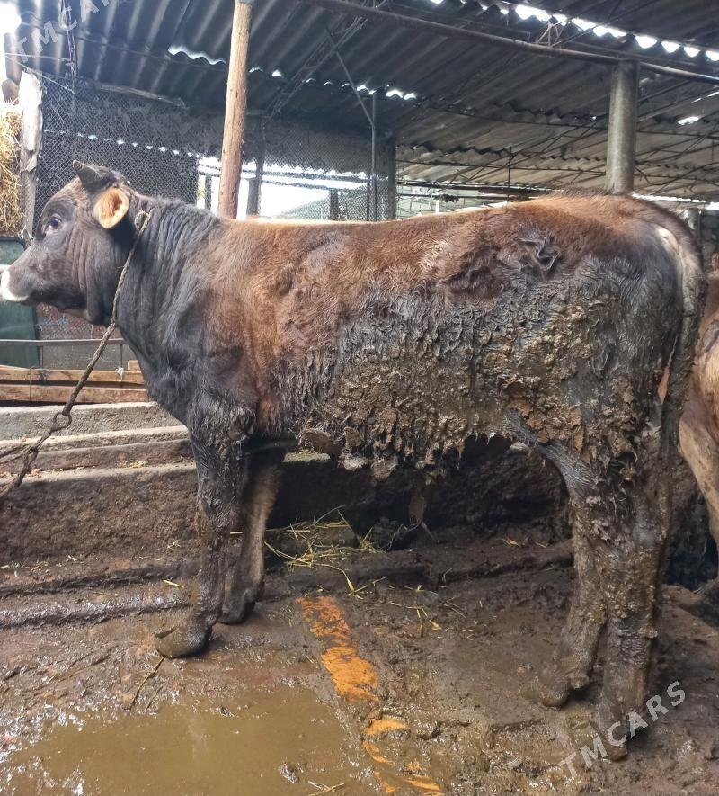 okuz - Яшлык - img 1