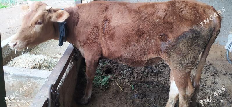 Tüwe. - Babadaýhan - img 1