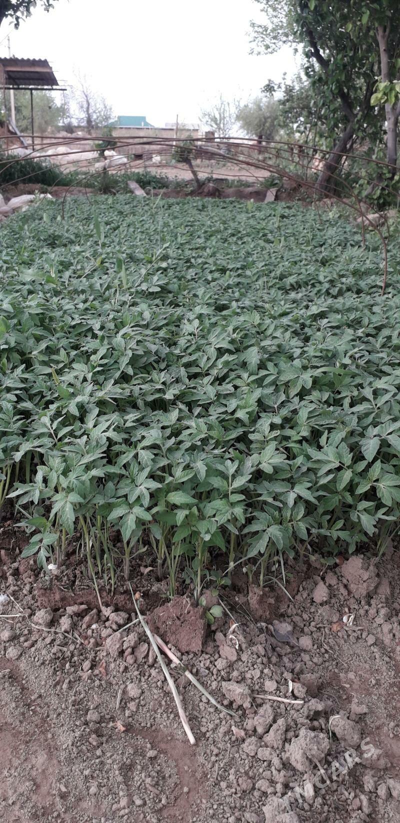 pamidor şitil - Бабадайхан - img 1