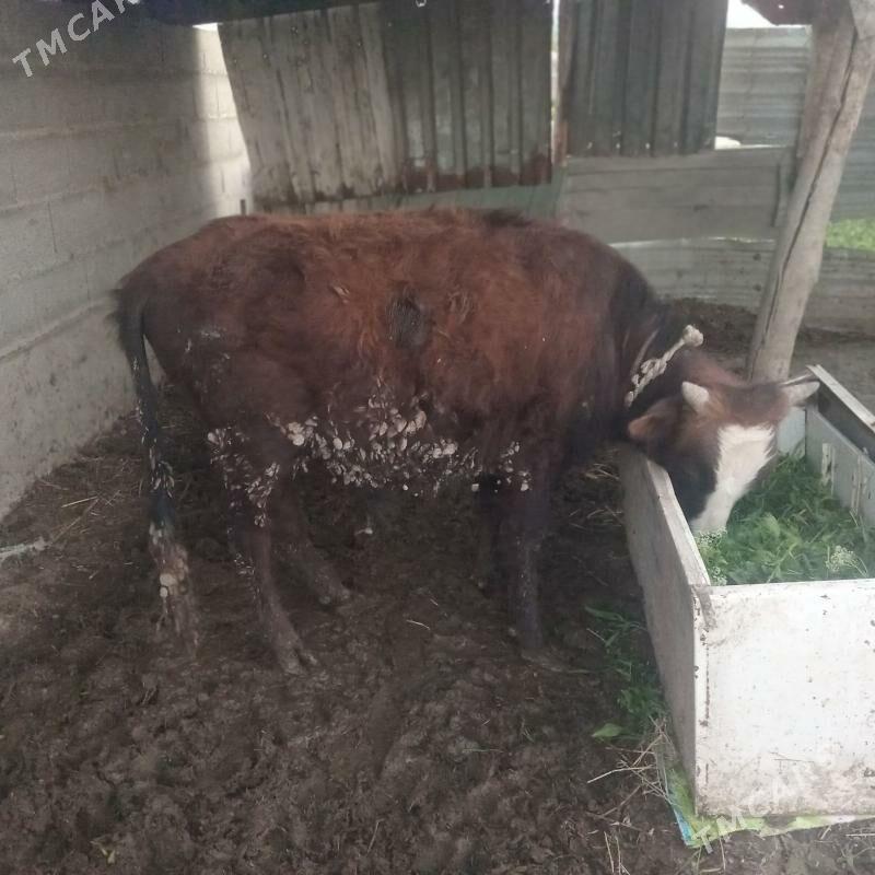 okuz - Бахарден - img 1