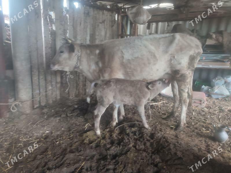 Göleli Sygyr - Ак-Бугдайский этрап - img 1