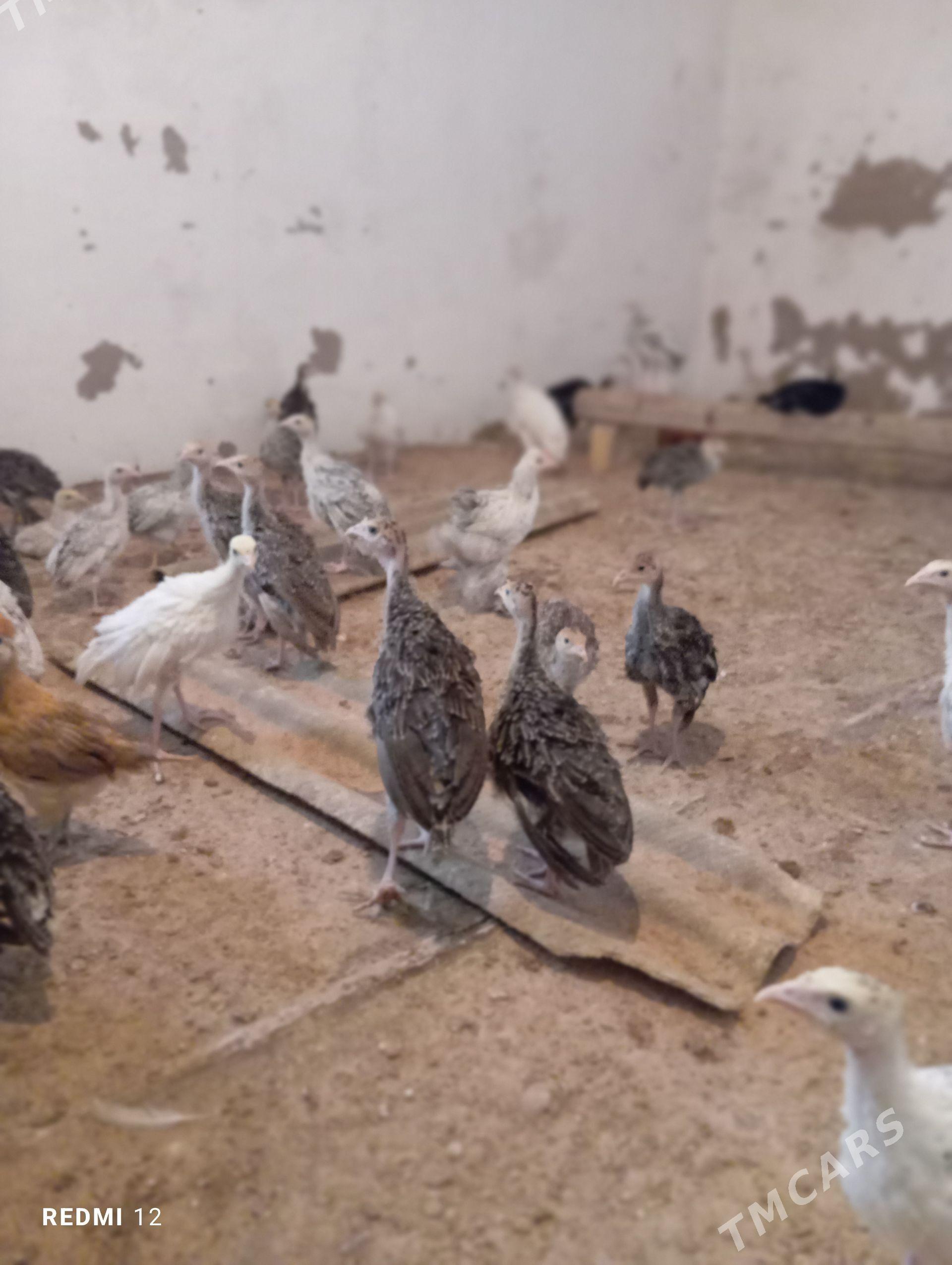 İnduk Juje - Mary - img 1