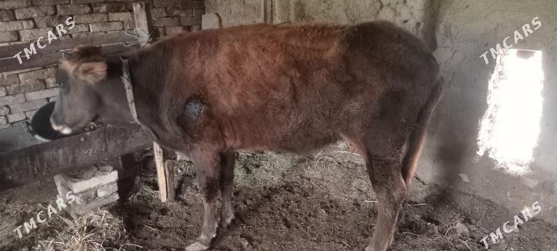 unajyn 1 dogan - Чарджоу - img 1