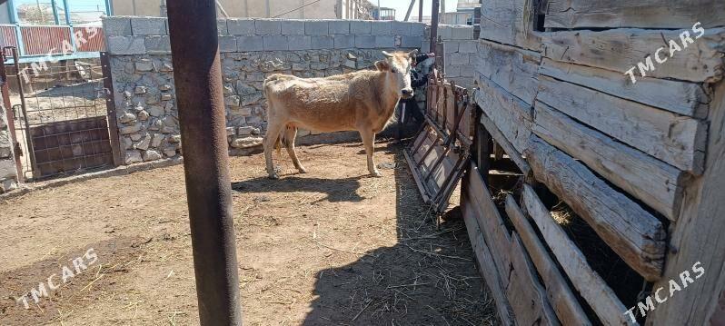 Tanaly sygyr - Эсенгулы - img 1