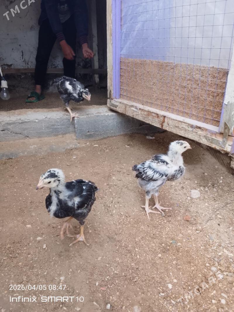 towuk jüyje - Balkanabat - img 1