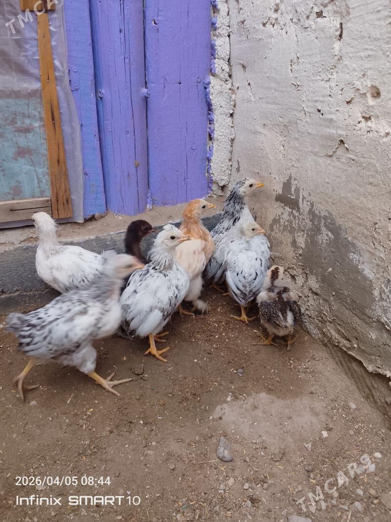 towuk jüyje - Balkanabat - img 1