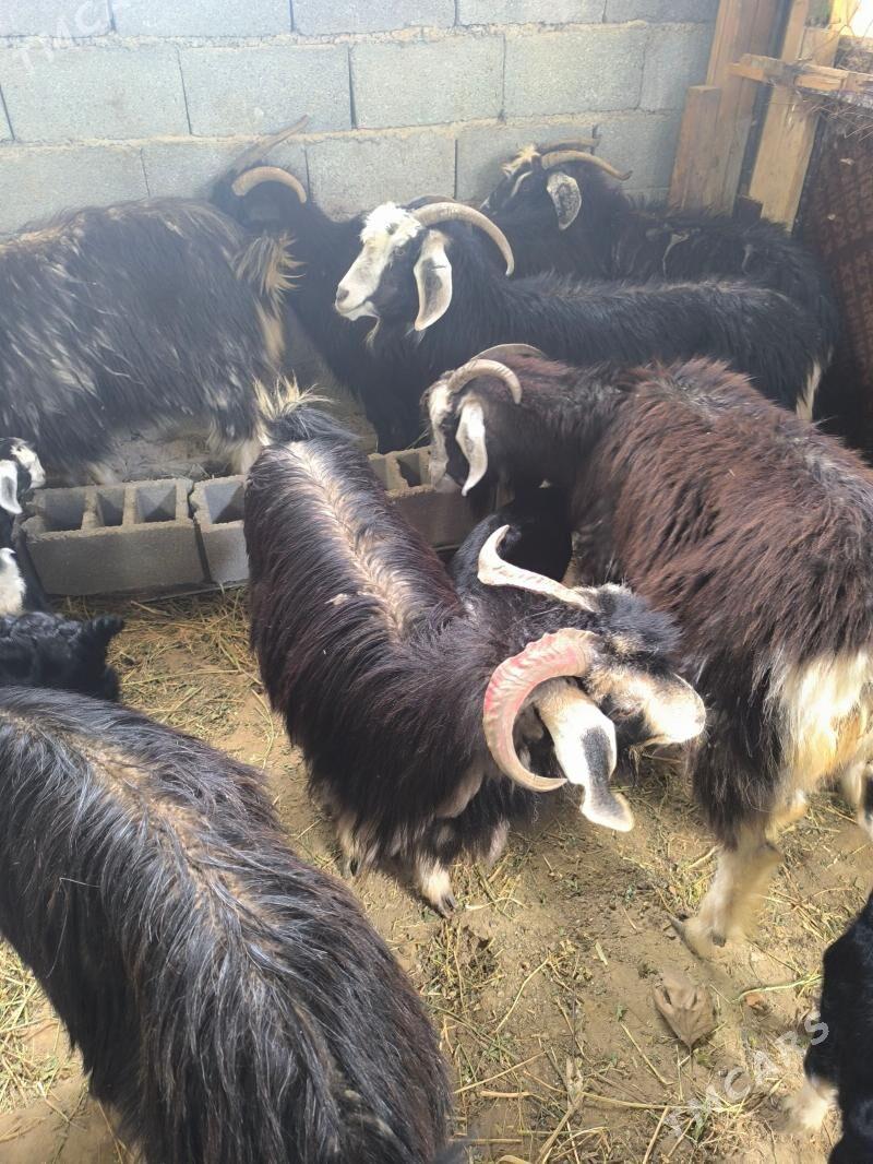 owlakly geciler - Ýalkym - img 1