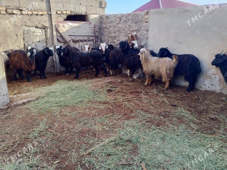 Erkeç - Balkanabat - img 1