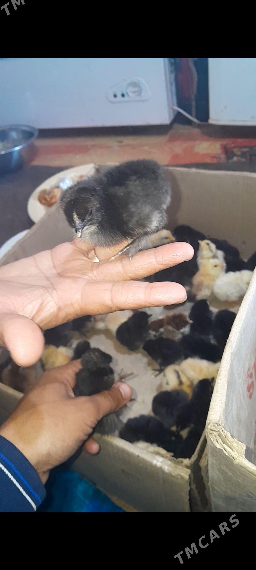 Gigant broy gok gara jujeler - Sakar - img 1