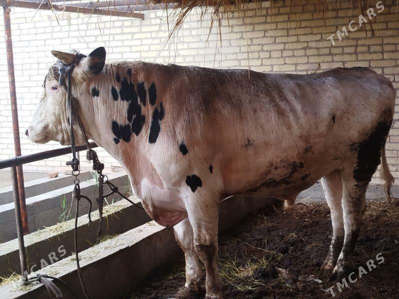 Kanatka okuz - Сакар - img 1