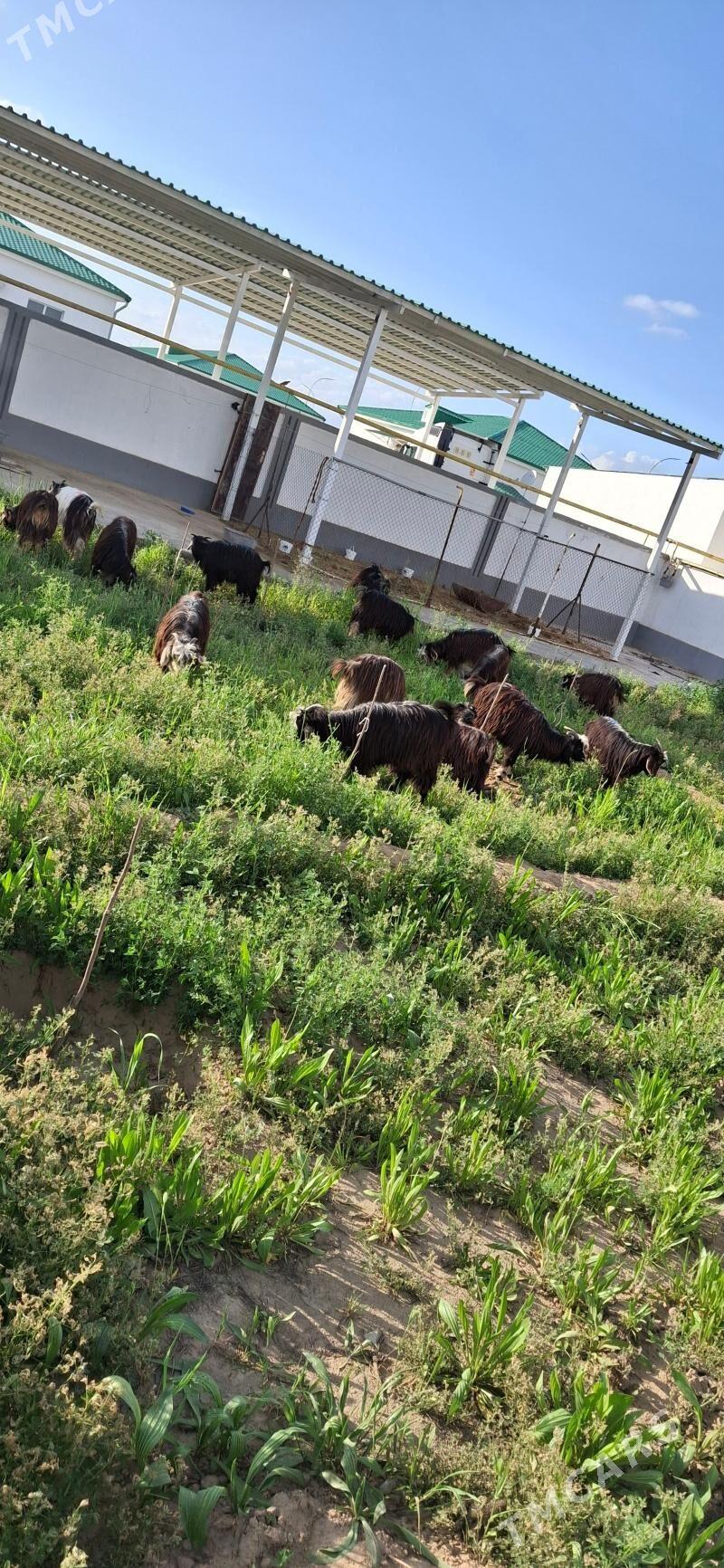 Cebish geci - Тязе заман - img 1