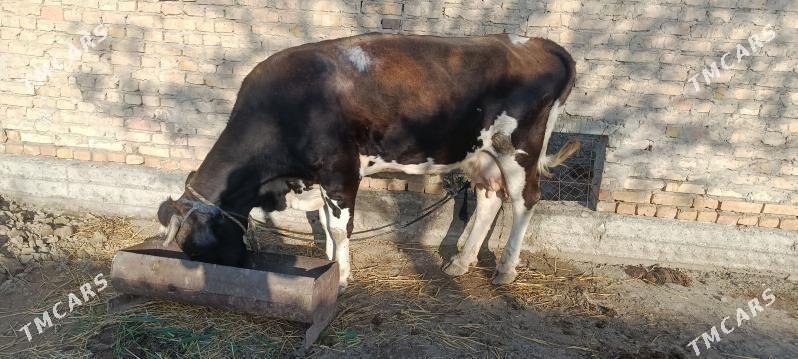 Göknur ala sygyr - Gökdepe - img 1