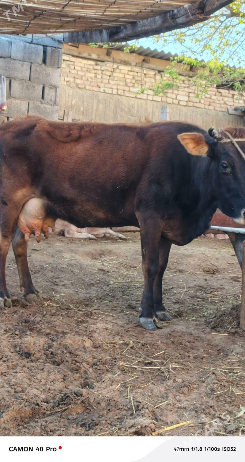 Göleli Sygyr - Чоганлы - img 1