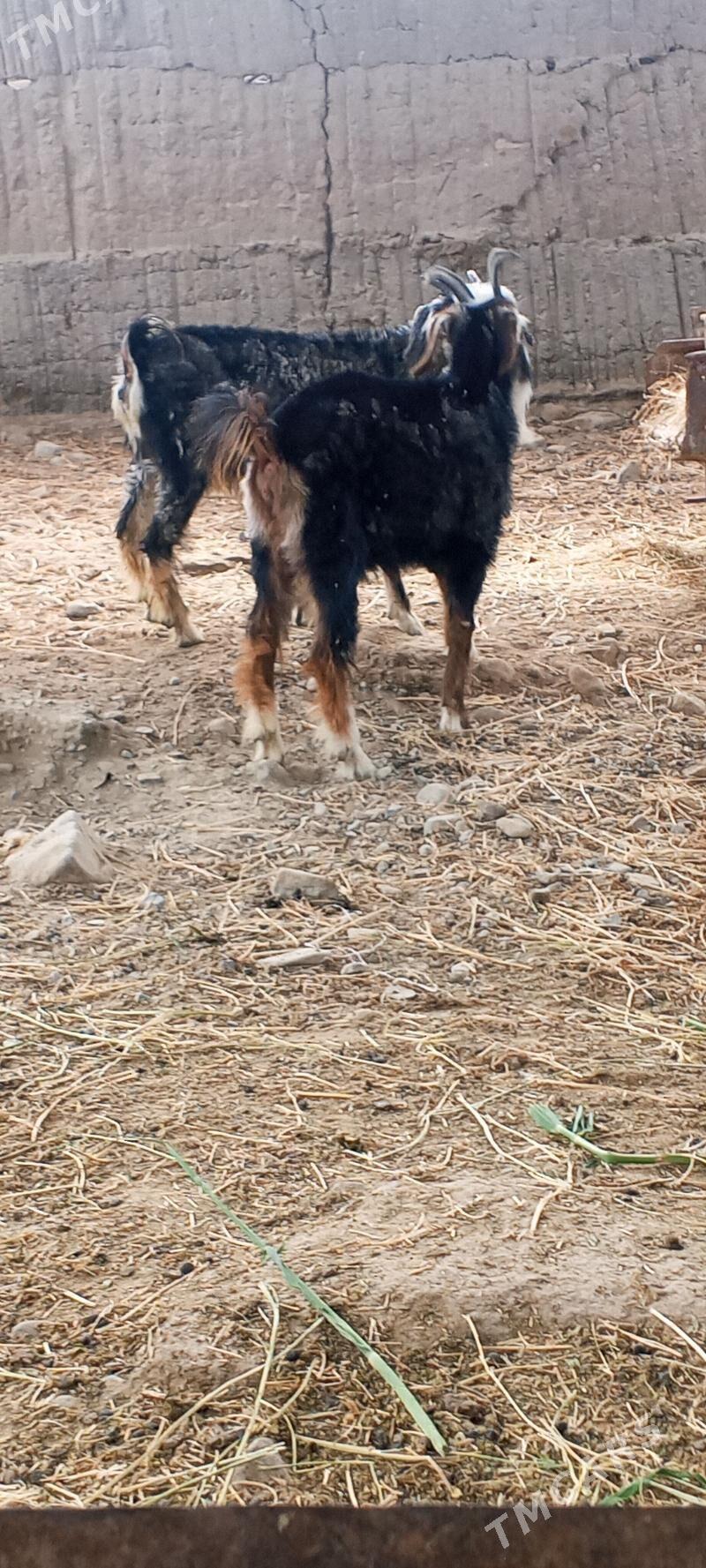Doğ erkeç - Bäherden - img 1