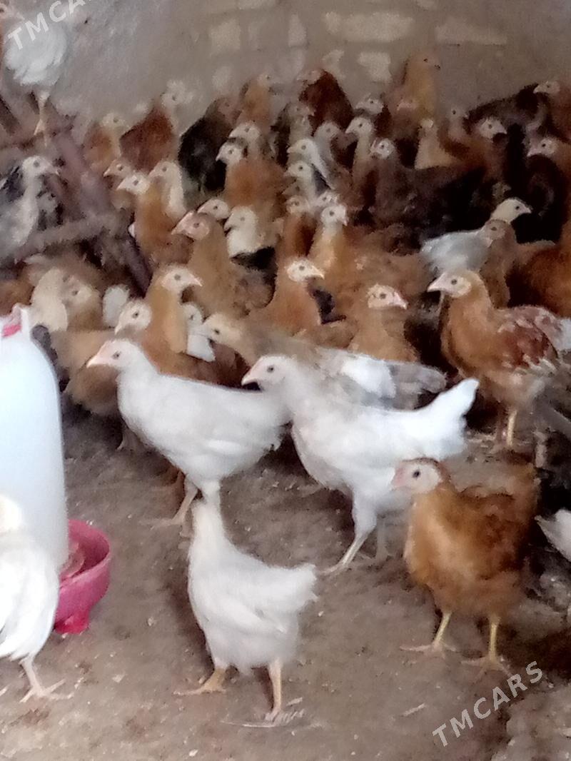 towuk jüýje - Каракумский этрап - img 1