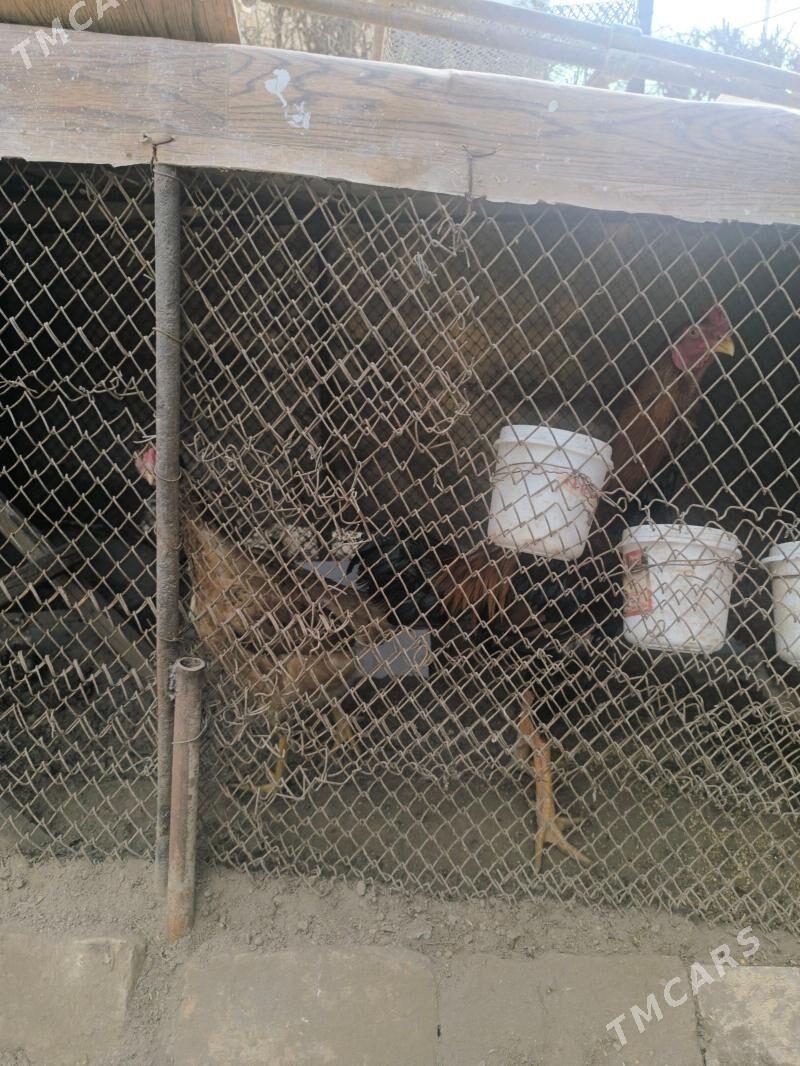 Boysowy horaz - Туркменабат - img 1