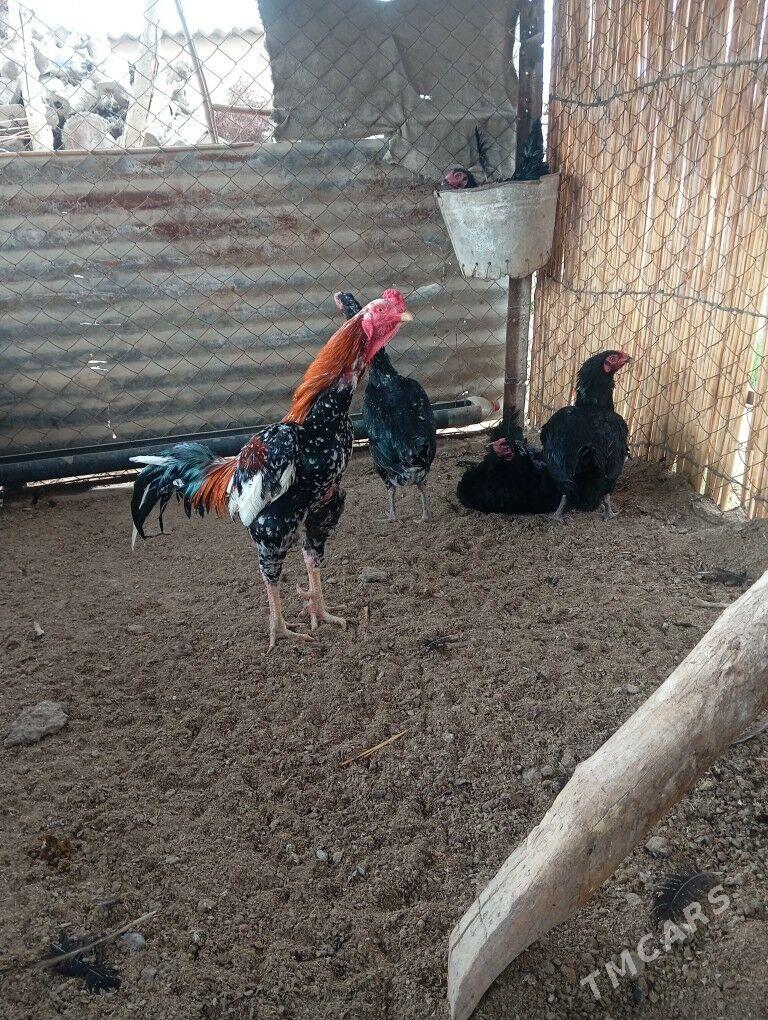 baysok horaz towuk - Мургап - img 1