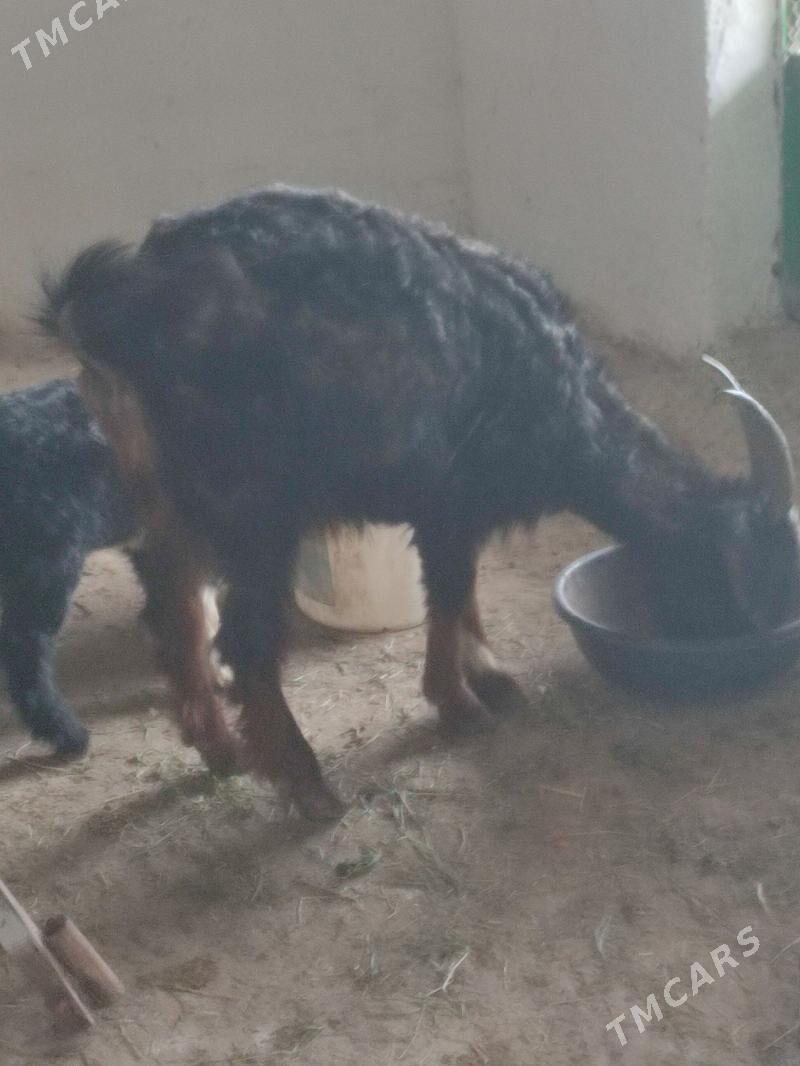 Owlakly.geçi - Bäherden - img 1