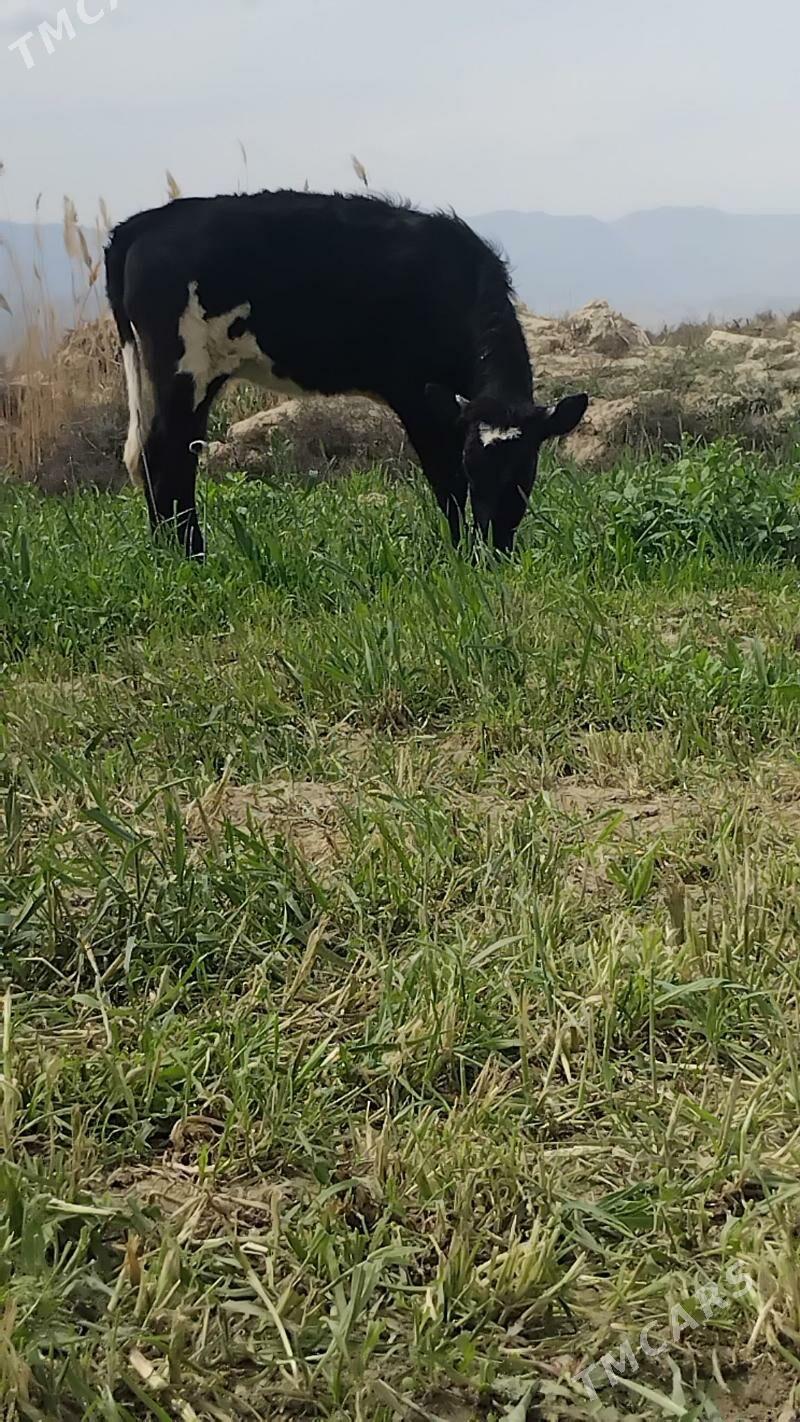 Gibrit tuwe - Bäherden - img 1