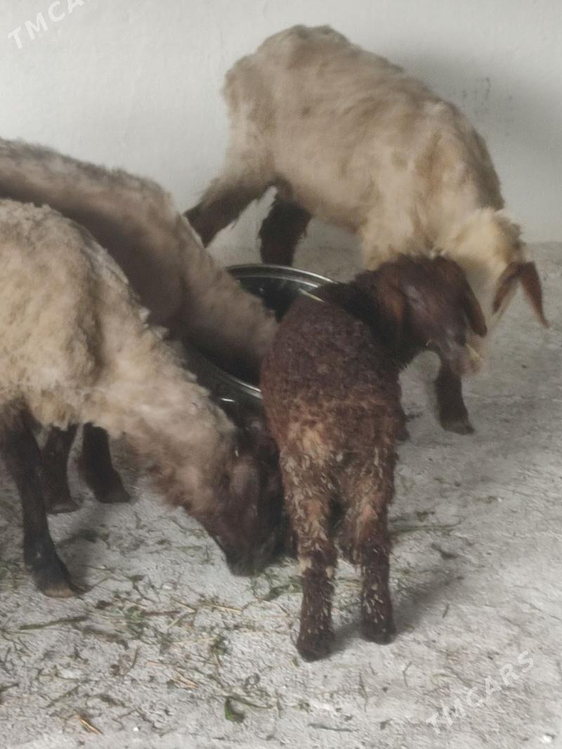 Guzyly.goýyn - Bäherden - img 1