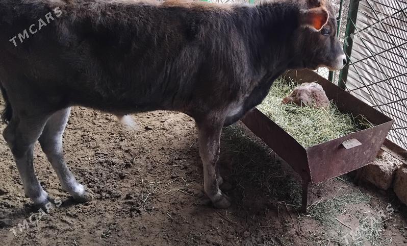 SATLIK OKÜZ ŞWES - Ашхабад - img 1