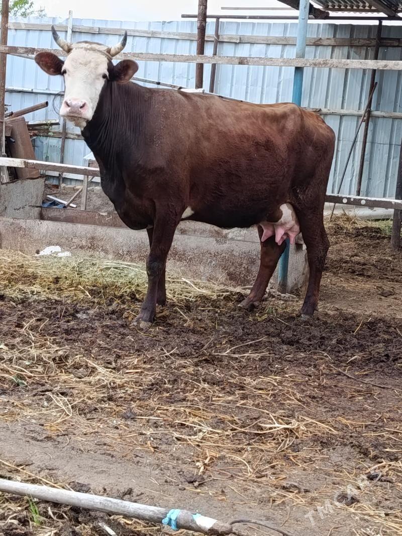 goleli sygyr - Туркменабат - img 1