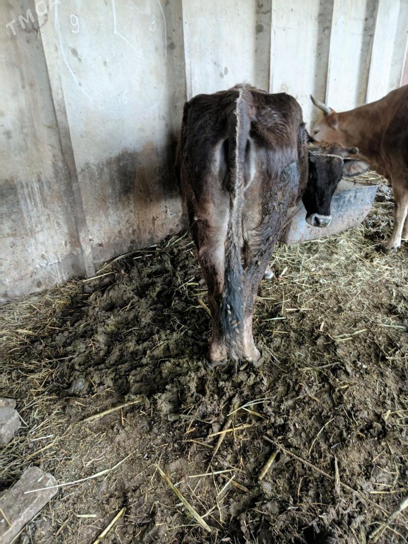 sygyr bogaz - Ak bugdaý etraby - img 1
