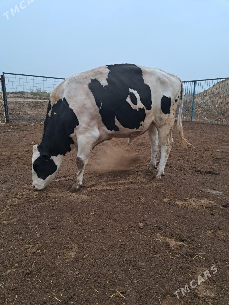 Galsdeyin okuz - Baýramaly - img 1