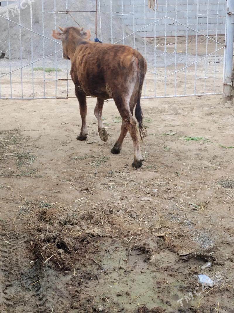 dalgyr tuwe - Бахарден - img 1