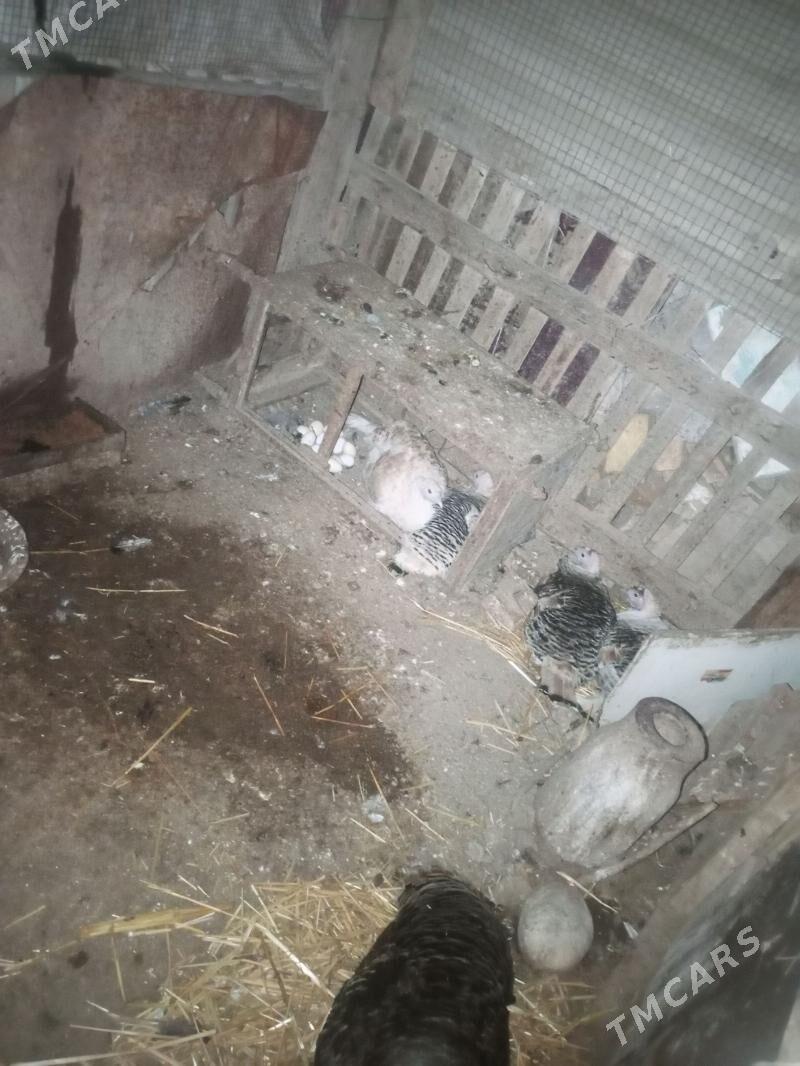 kurk undiklar - Türkmenabat - img 1