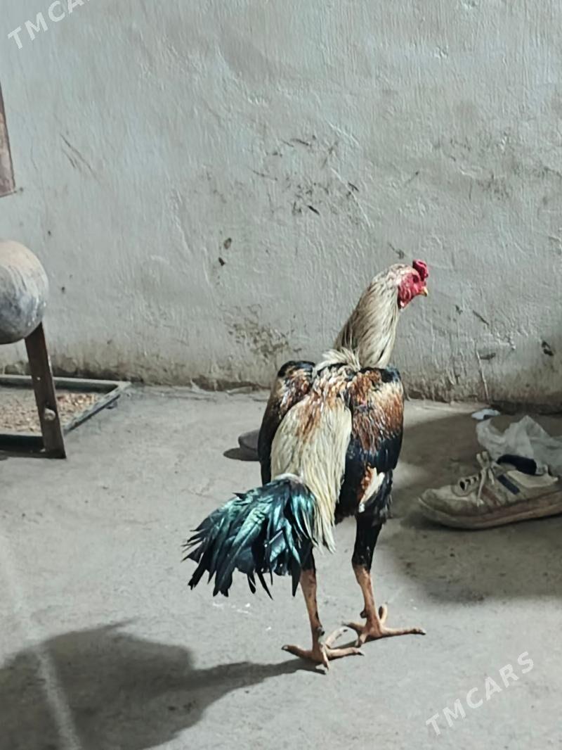 çal horaz - Чарджоу - img 1