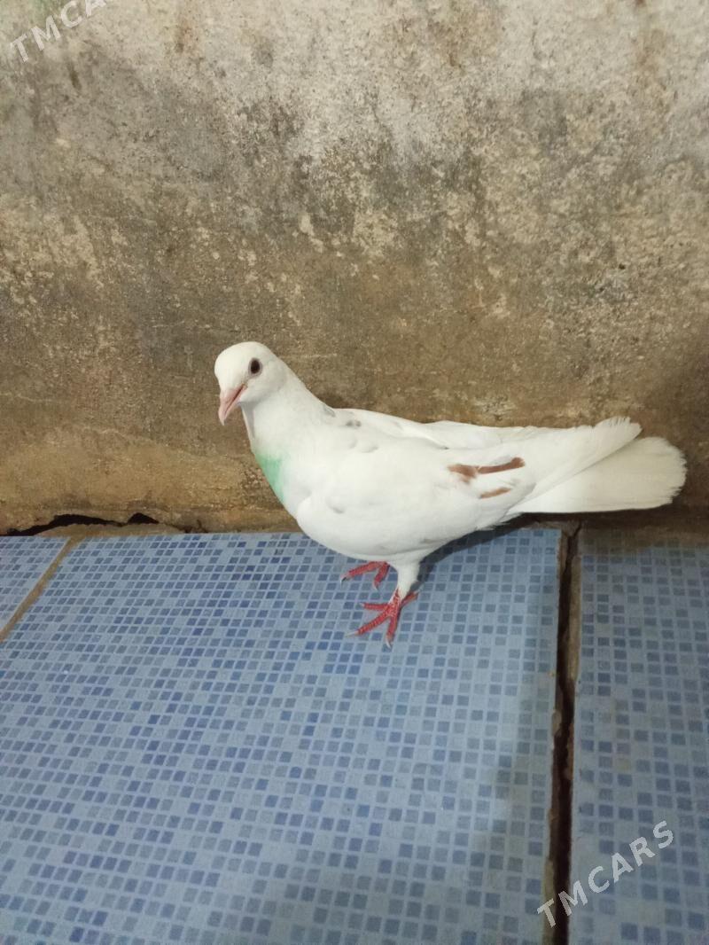 kepderi - Гызыларбат - img 1