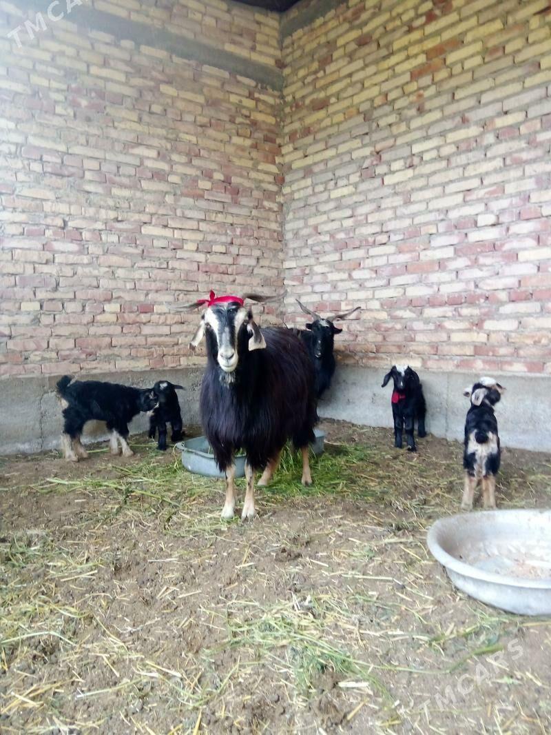 Tohum Geçiler Ekiz Owlakly - Gökdepe - img 1