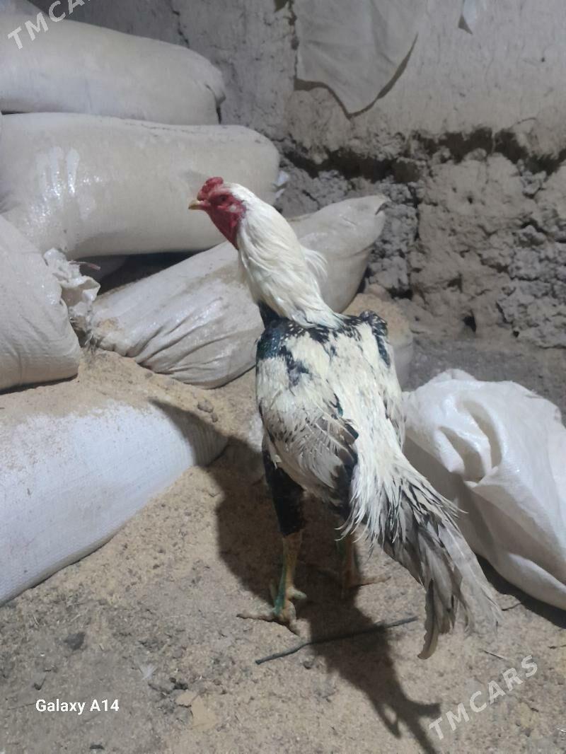 AZIL HORAZ - Türkmenabat - img 1