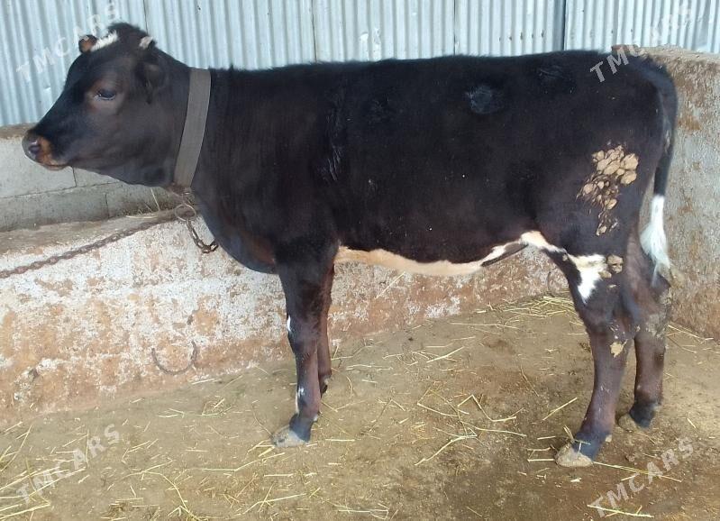 tuwe - Gökdepe - img 1