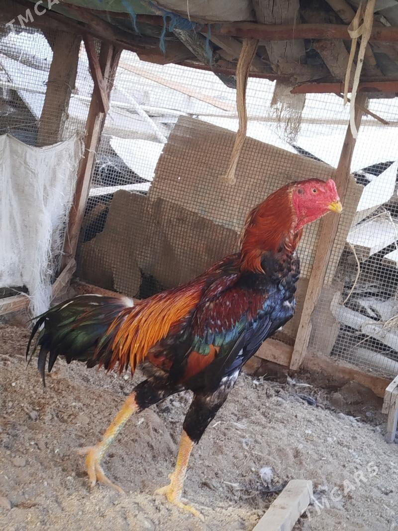 Baysow horaz - Çärjew - img 1