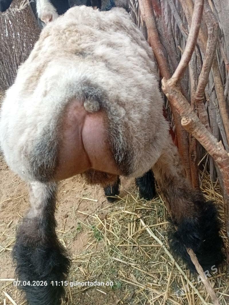 tokly berre - Бабадайхан - img 1