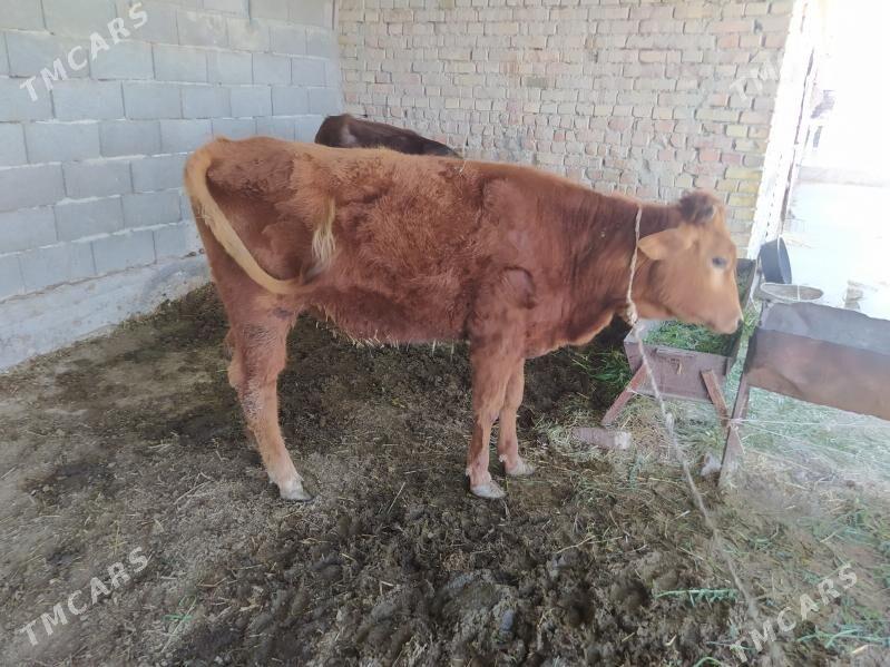 Tüwe - Бахарден - img 1