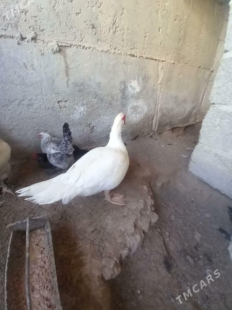 Ördek induatga - Гумдаг - img 1