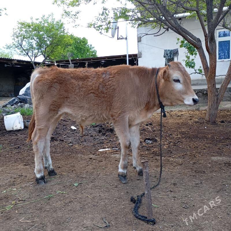 öküz - Gypjak - img 1