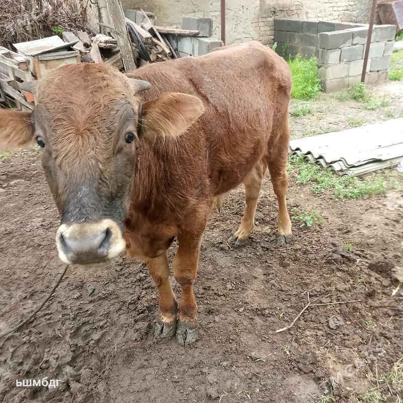 Okuz - Aşgabat - img 1