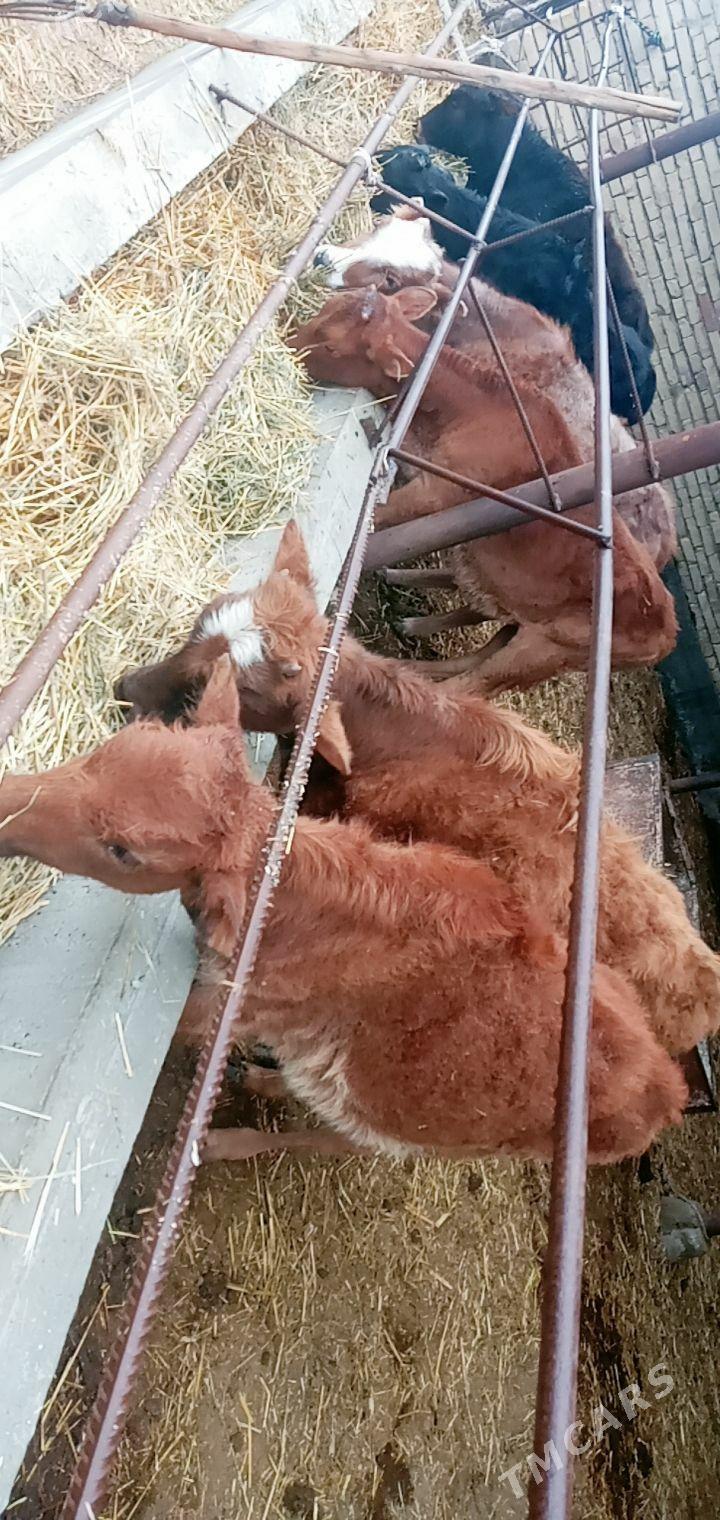 unajynlar - Sakar - img 1