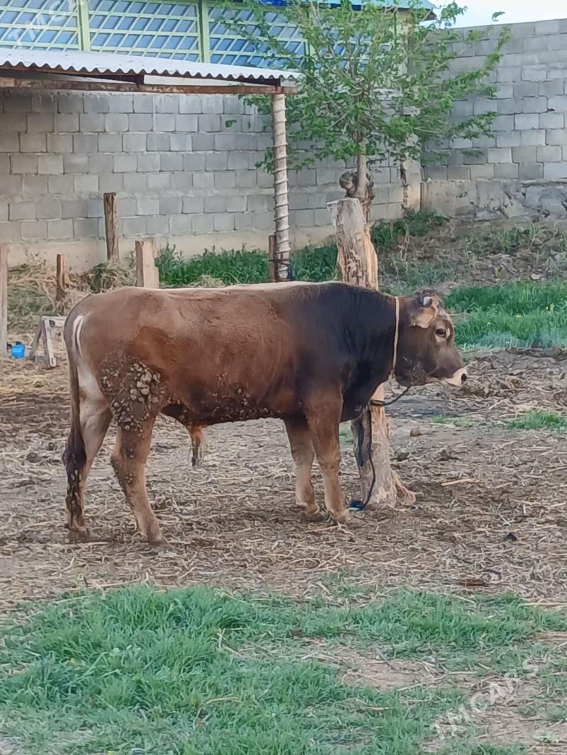 OKUZ - Gökdepe - img 1